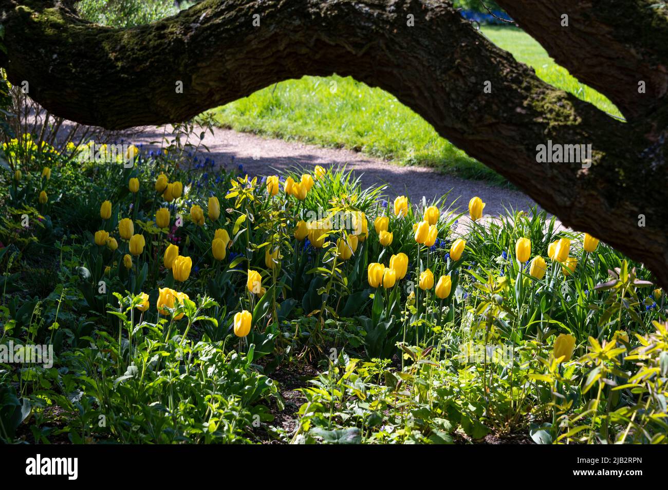 Yellow tulips growing in the sunshine, under an overhanging tree branch. Stock Photo