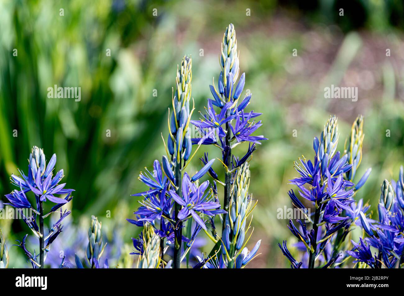 camassia quamash, Asparagaceae., North American wild hyacinth, common camassia. Erect blue flower spikes in spring. Stock Photo