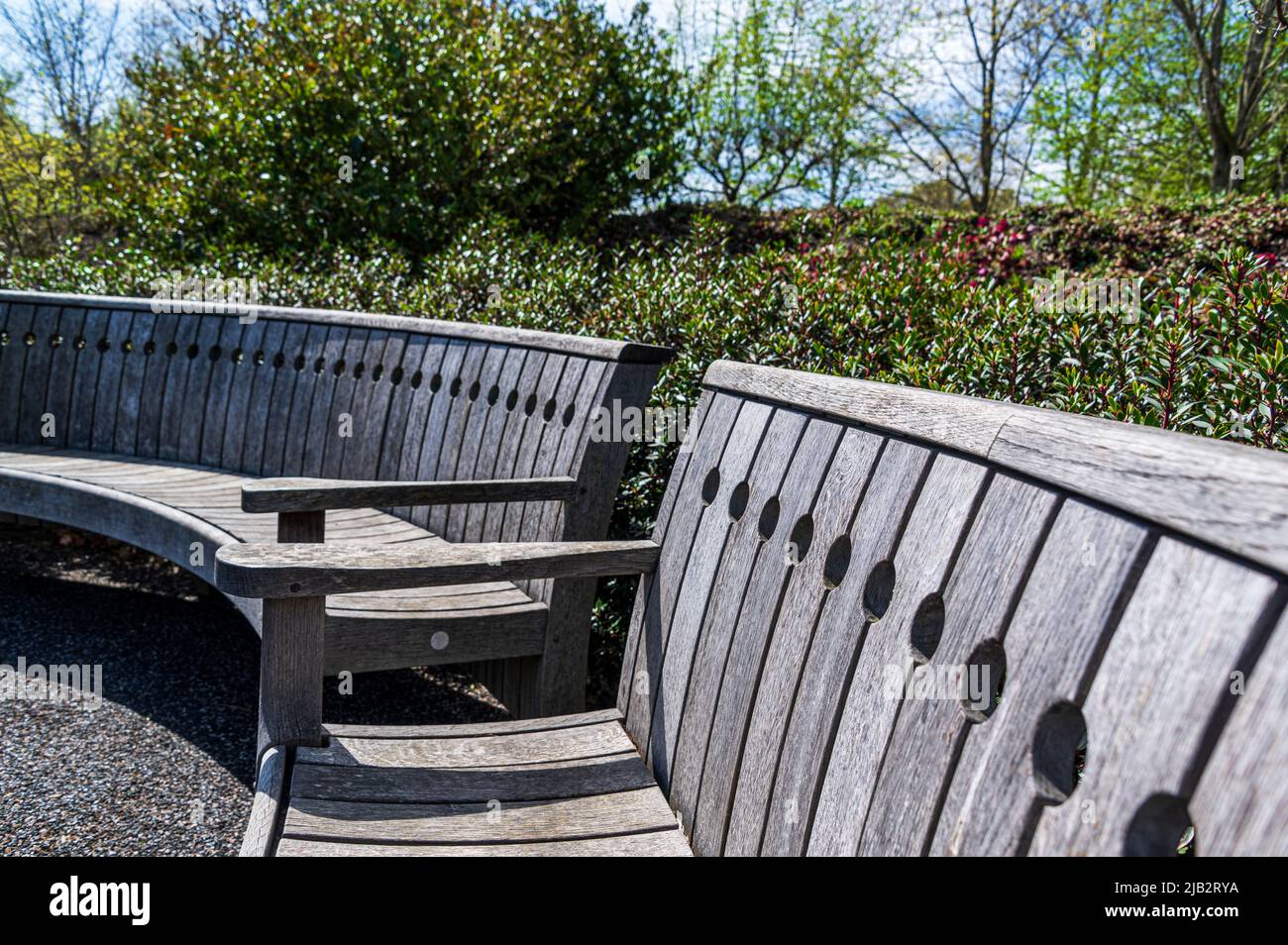 Curved wooden benches in the RHS Hyde Hall,  winter garden. Stock Photo