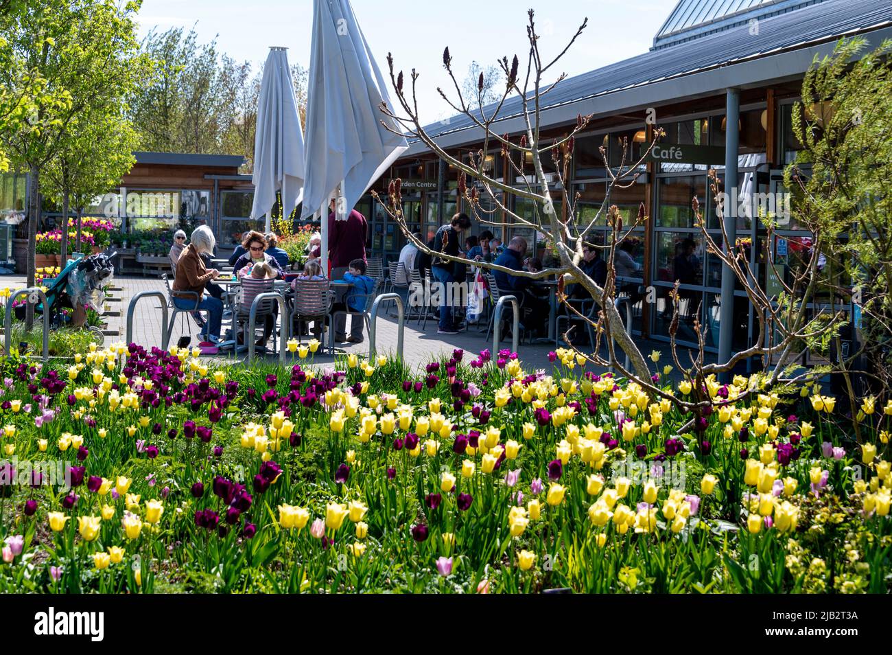 Welcome building and Clover café at RHS Hyde Hall, Essex, on a sunny spring morning, with an abundance of tulips in the flower beds. Stock Photo
