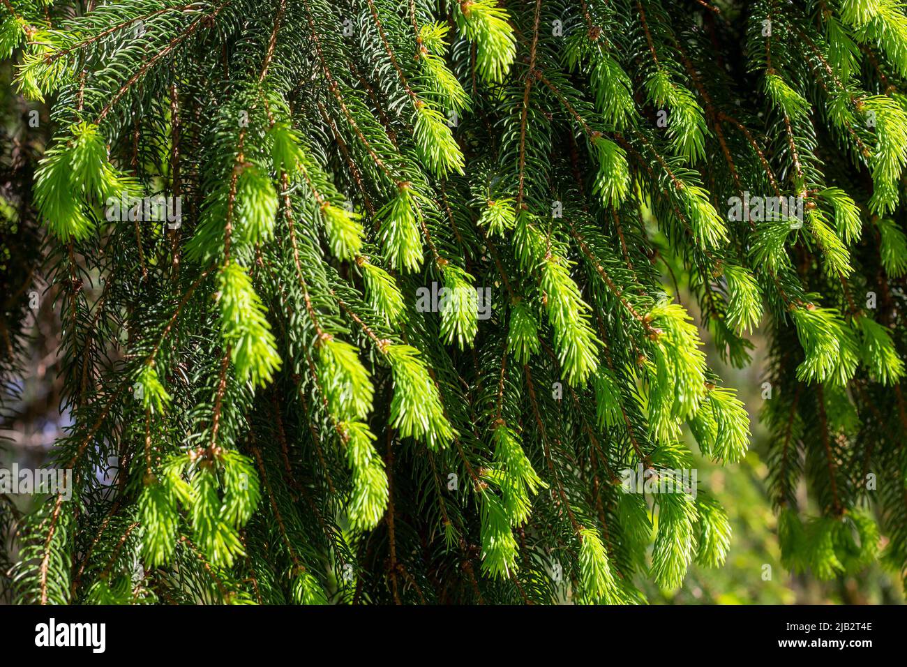 Bright green fresh fir tree new twigs and spruces in spring in the forest close up. Stock Photo