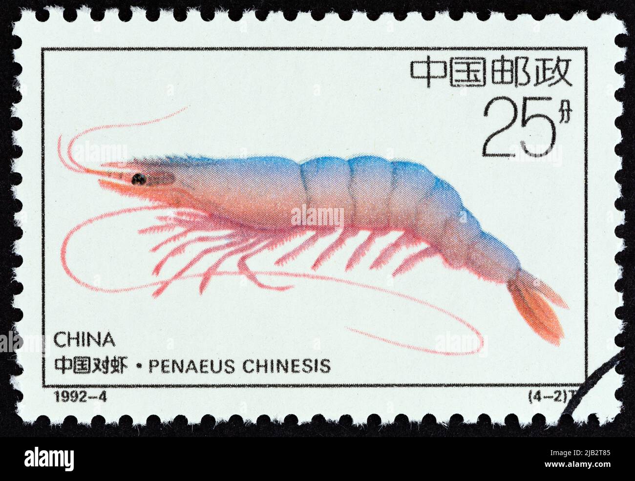 CHINA - CIRCA 1992: A stamp printed in China from the 'Offshore Breeding Projects' issue shows Chinese white shrimp (Penaeus chinensis), circa 1992. Stock Photo
