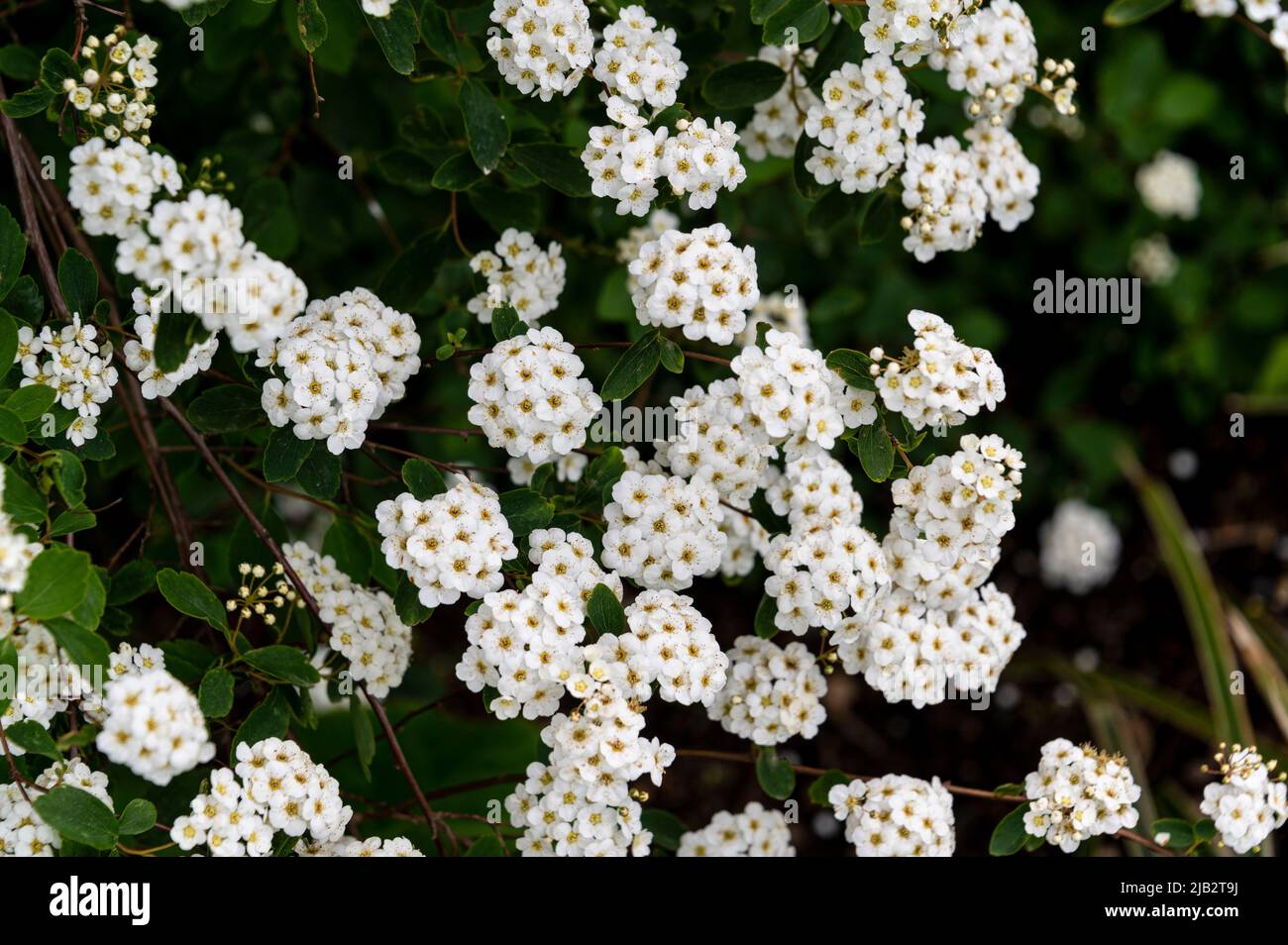 spirea,vanhouttei,  bridal wreath, Rosaceae, white flowers. Stock Photo