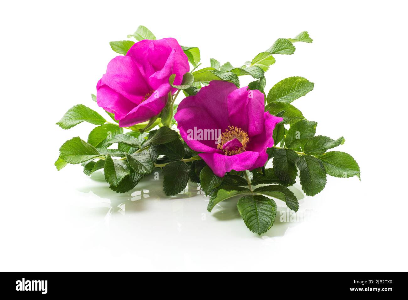 pink blooming wild rose flowers isolated on white background Stock Photo