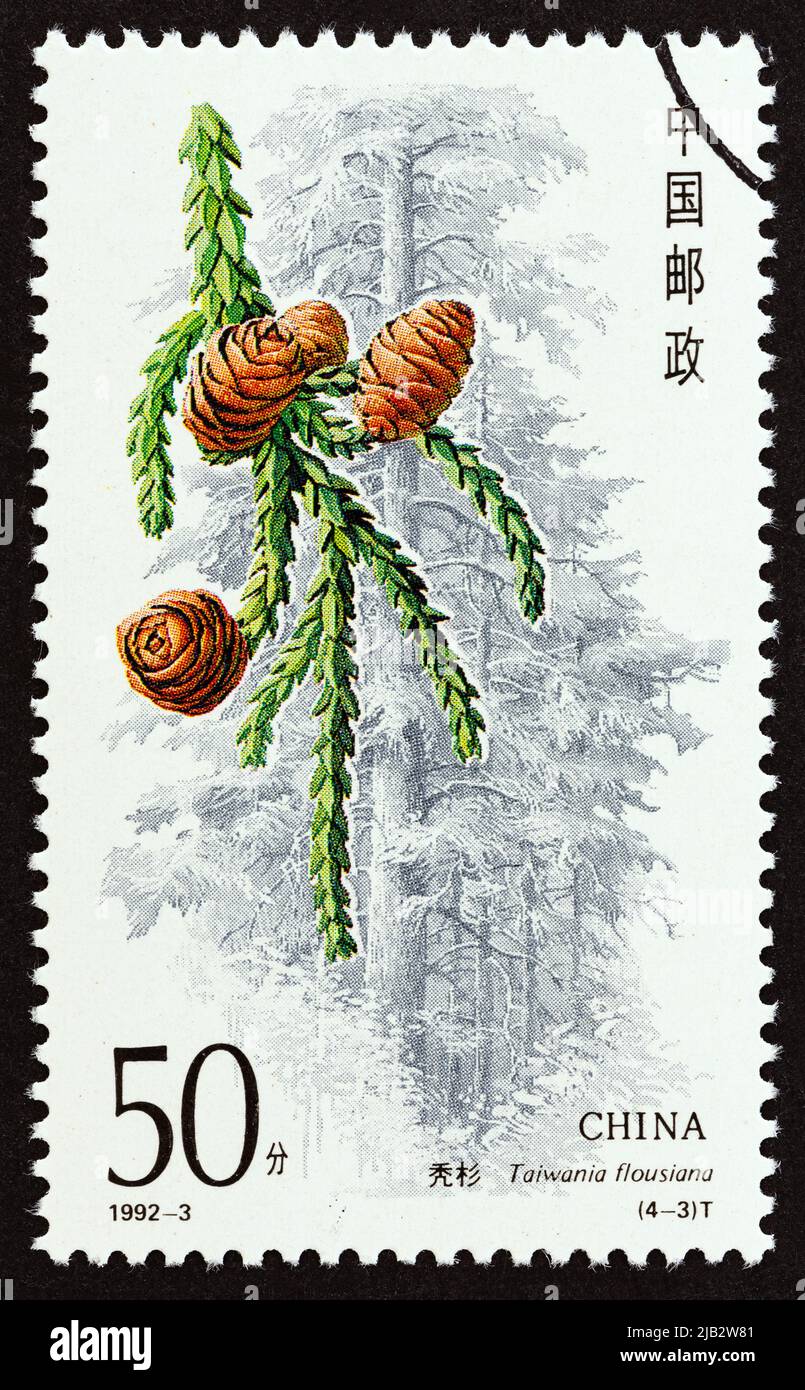 CHINA - CIRCA 1992: A stamp printed in China from the 'Conifers' issue shows Taiwania flousiana, circa 1992. Stock Photo