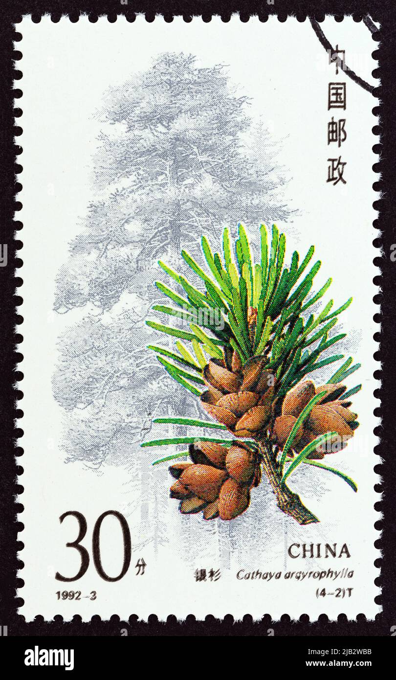 CHINA - CIRCA 1992: A stamp printed in China from the 'Conifers' issue shows Cathaya argyrophylla, circa 1992. Stock Photo