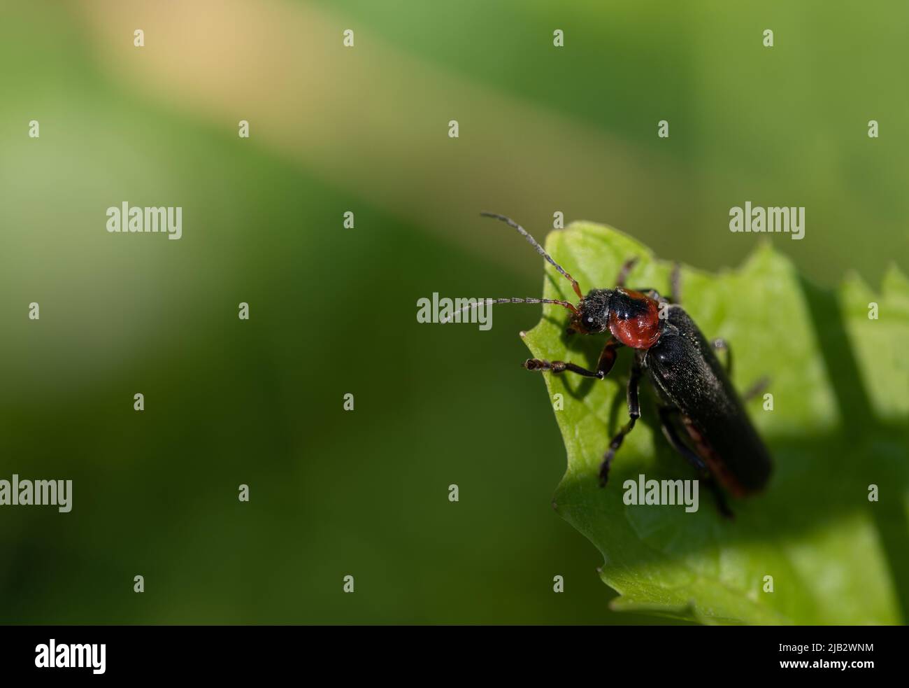 Soldier bug hi-res stock photography and images - Page 16 - Alamy