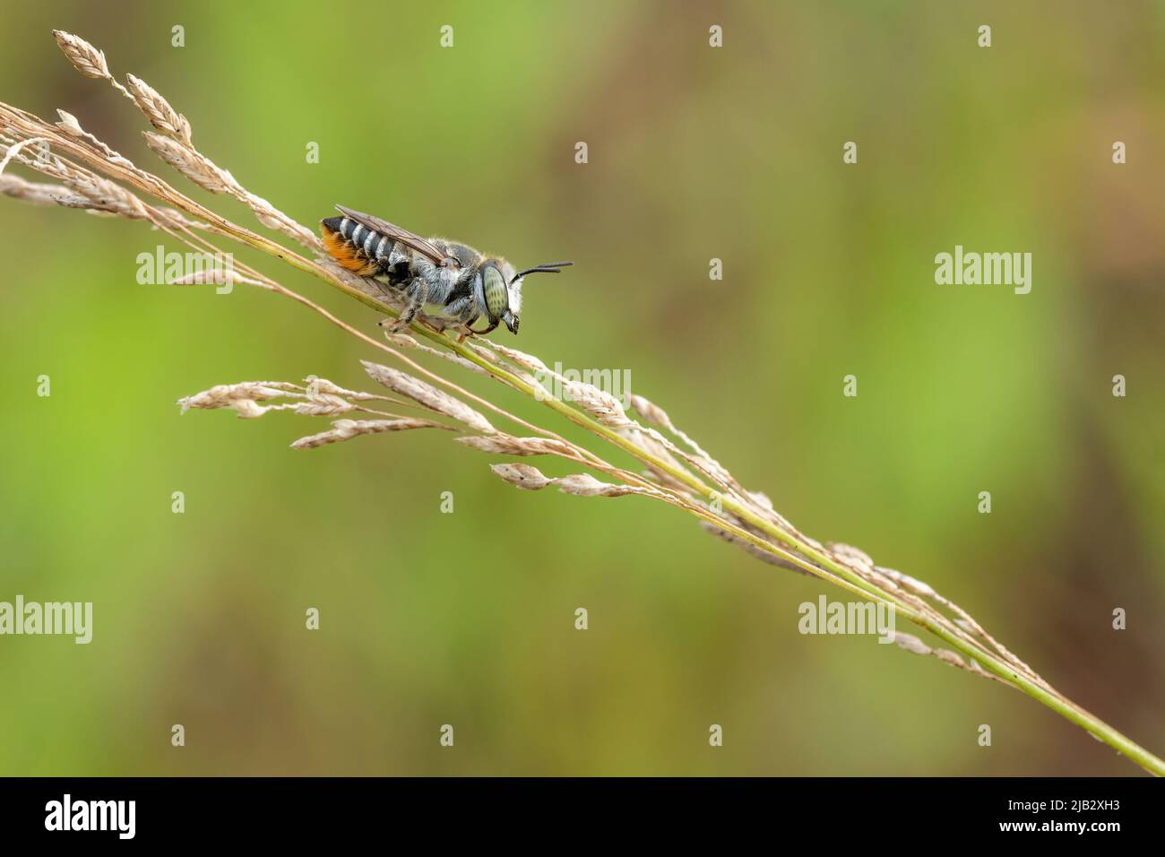 Leaf cutter bees resting on the grass Stock Photo