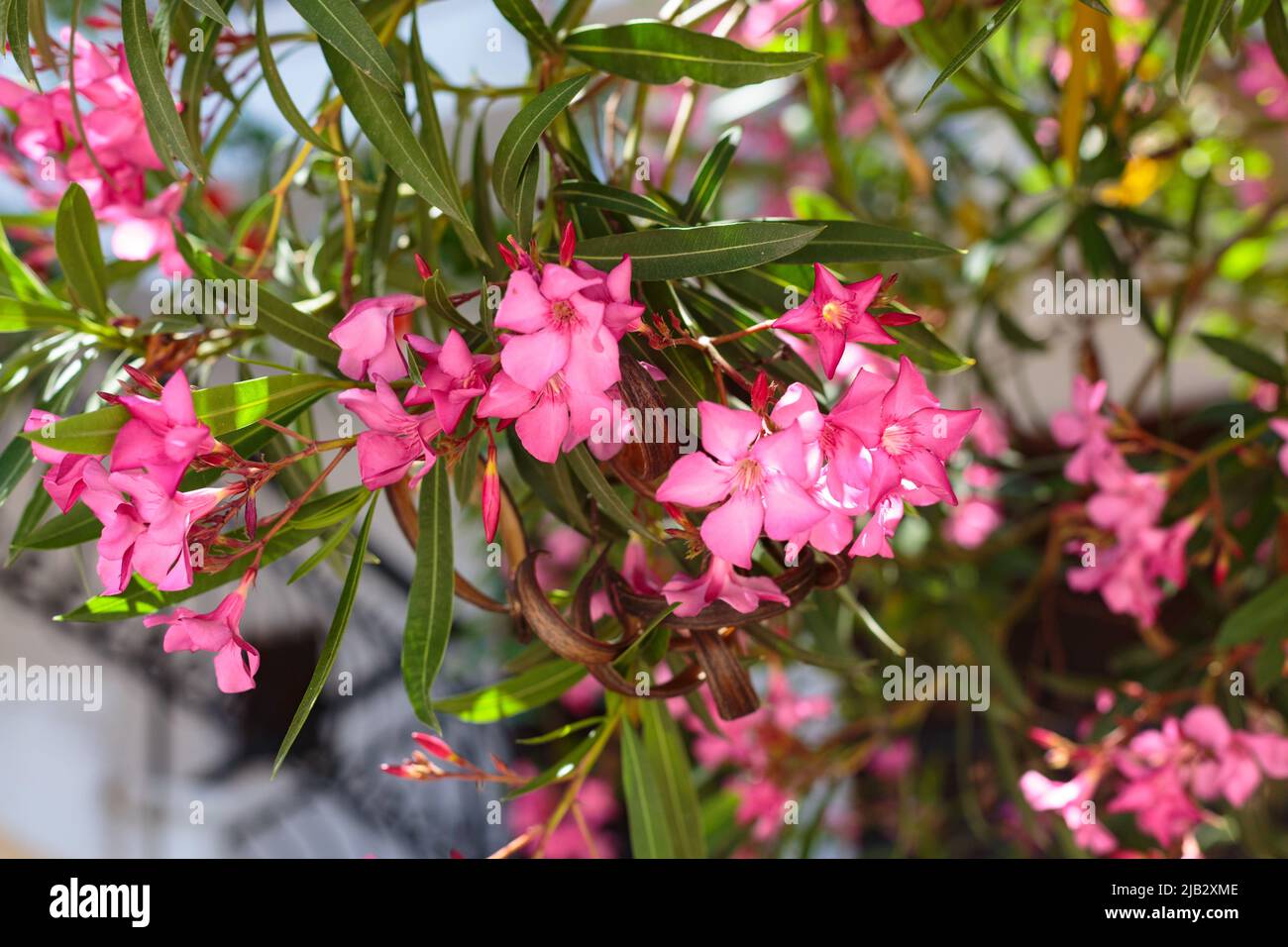 Nerium oleander in bloom, pink flowers and green leaves Stock Photo