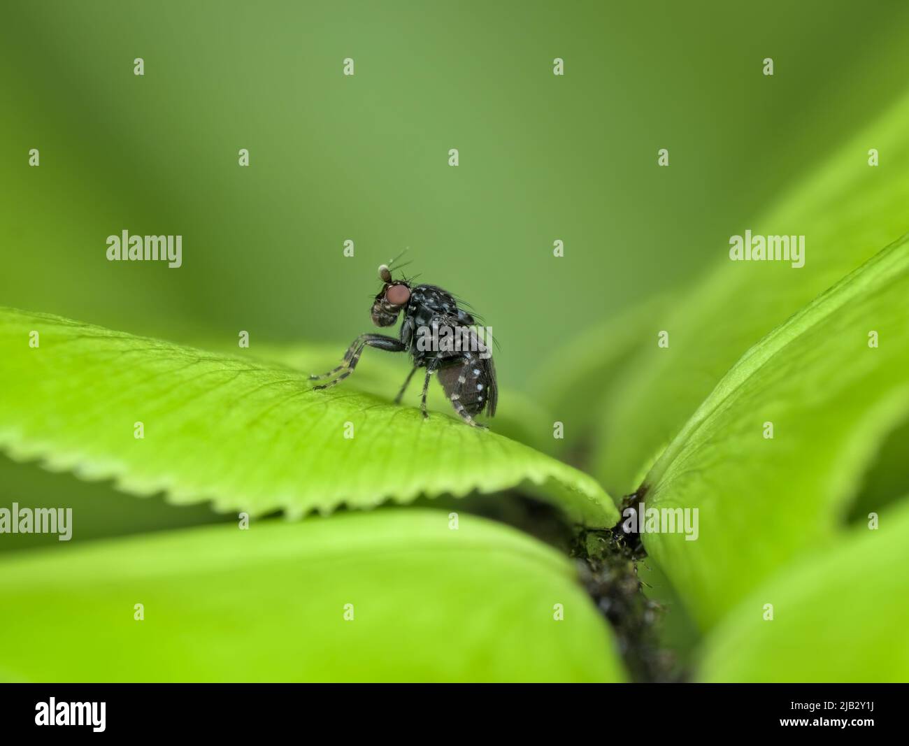 small fly with white dot in the body on the fern leaf Stock Photo