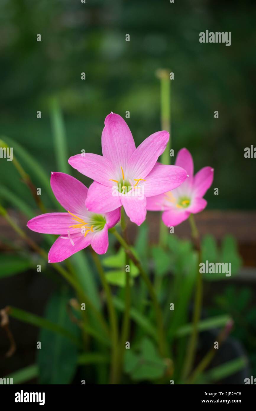 bunch of rain lilies or zephyrlily, also known as cuban zephyrilily or rose fairy lily which bloom only after heavy rain, small tropical flower Stock Photo