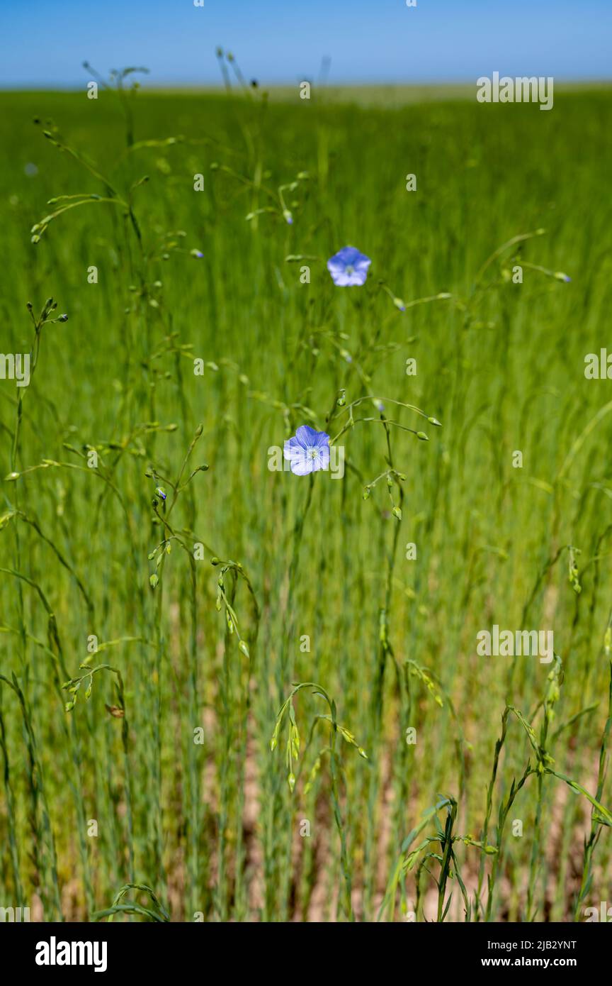Linseed oil plants hi-res stock photography and images - Alamy