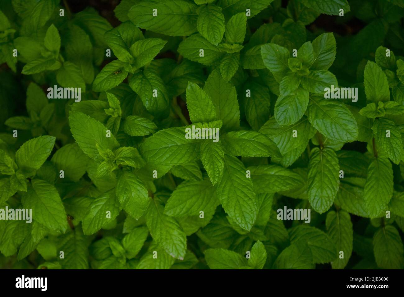 Spearmint, Garden mint, Spear mint, Bush mint, Menthol Mint in the garden bed at early morning Stock Photo