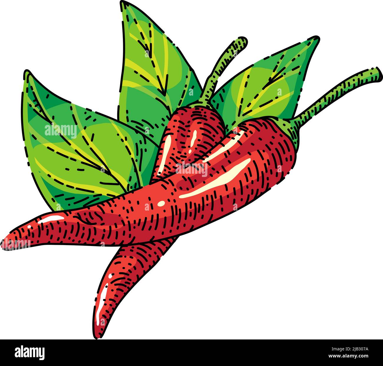 chili pepper sketch hand drawn vector Stock Vector Image & Art - Alamy
