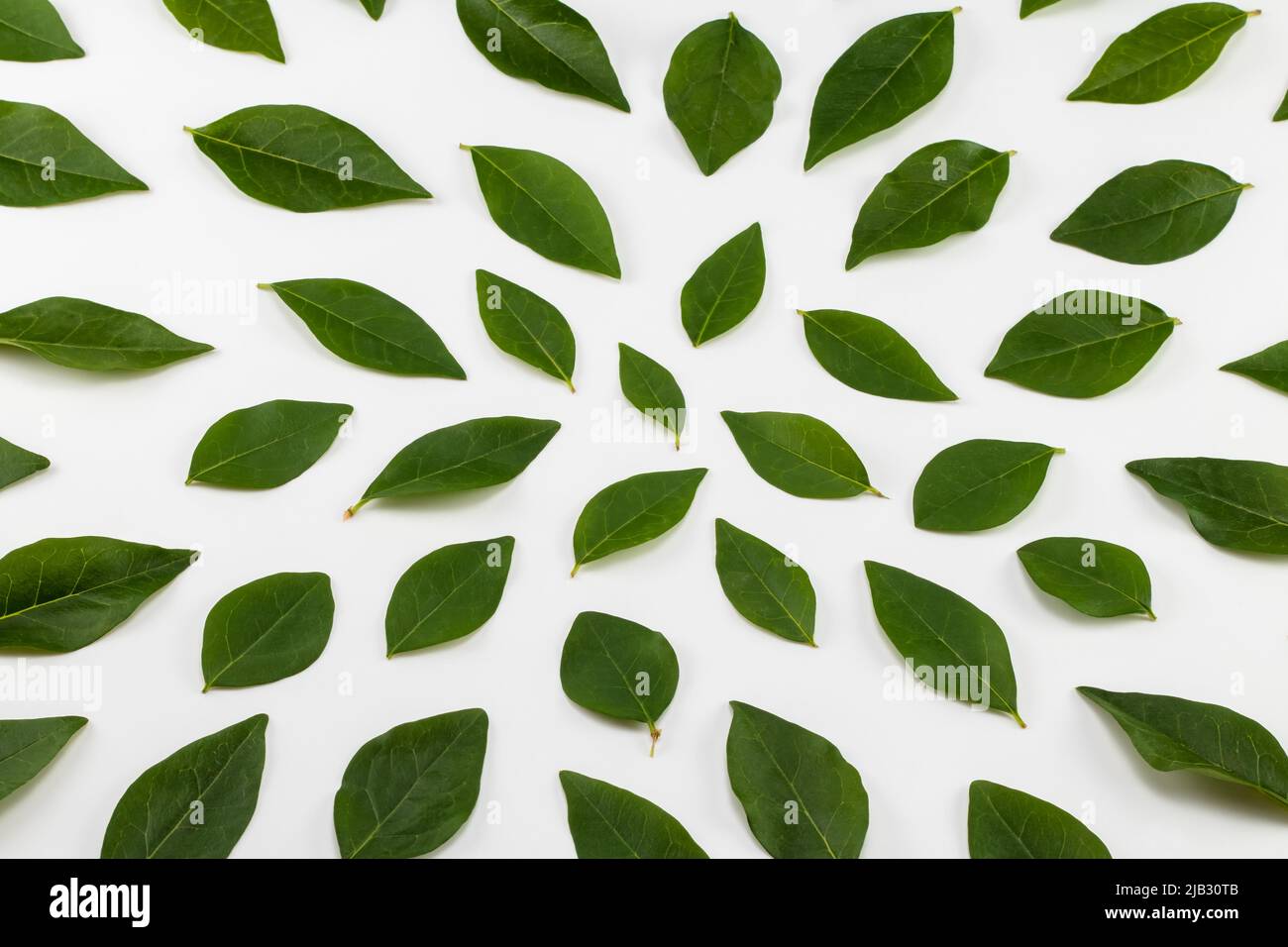 Green leaves arranged on a white background. Top view. Stock Photo