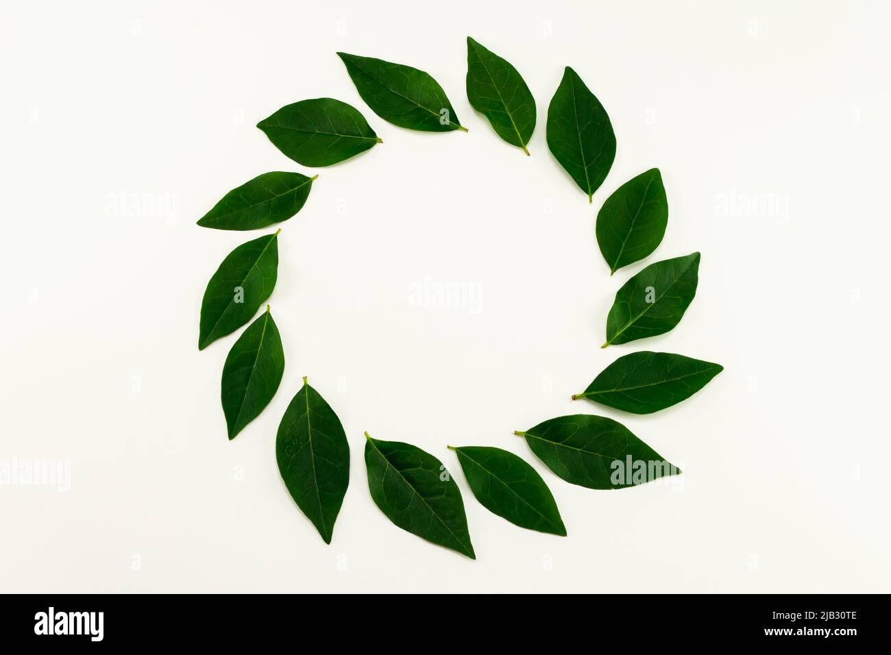 Frame green leaves on white background.Top view. Copy space Stock Photo