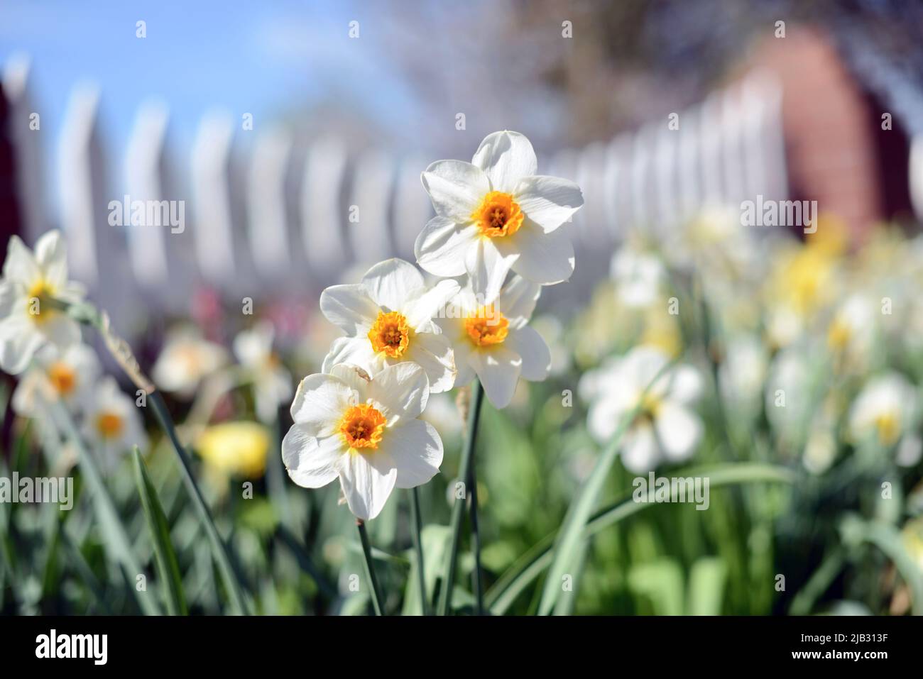 Pretty Daffodils in a garden bed in Holland Michigan during Tulip Time Stock Photo