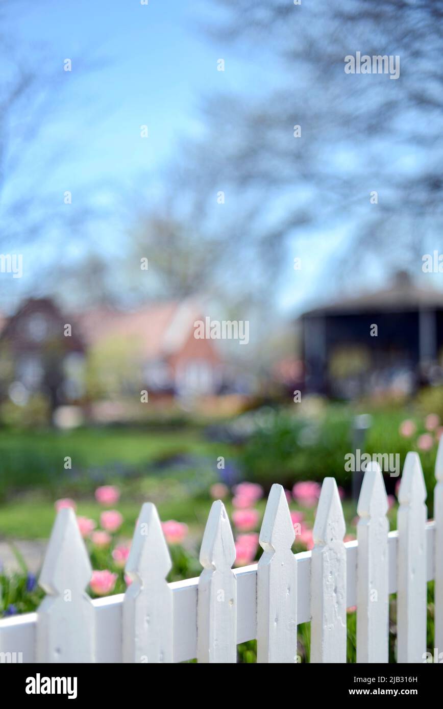 Perfect white American picket fence at the Tulip time festival in