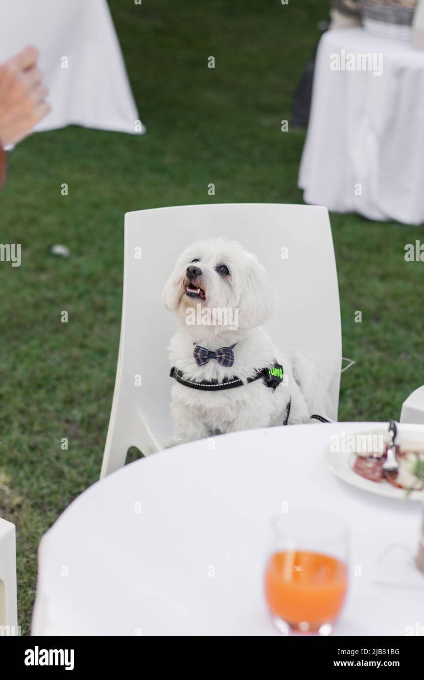 white dog maltese sits on a chair in a restaurant Stock Photo - Alamy