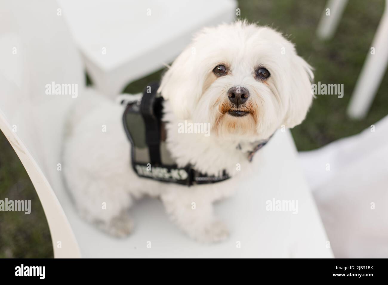 white dog maltese sits on a chair in a restaurant Stock Photo - Alamy