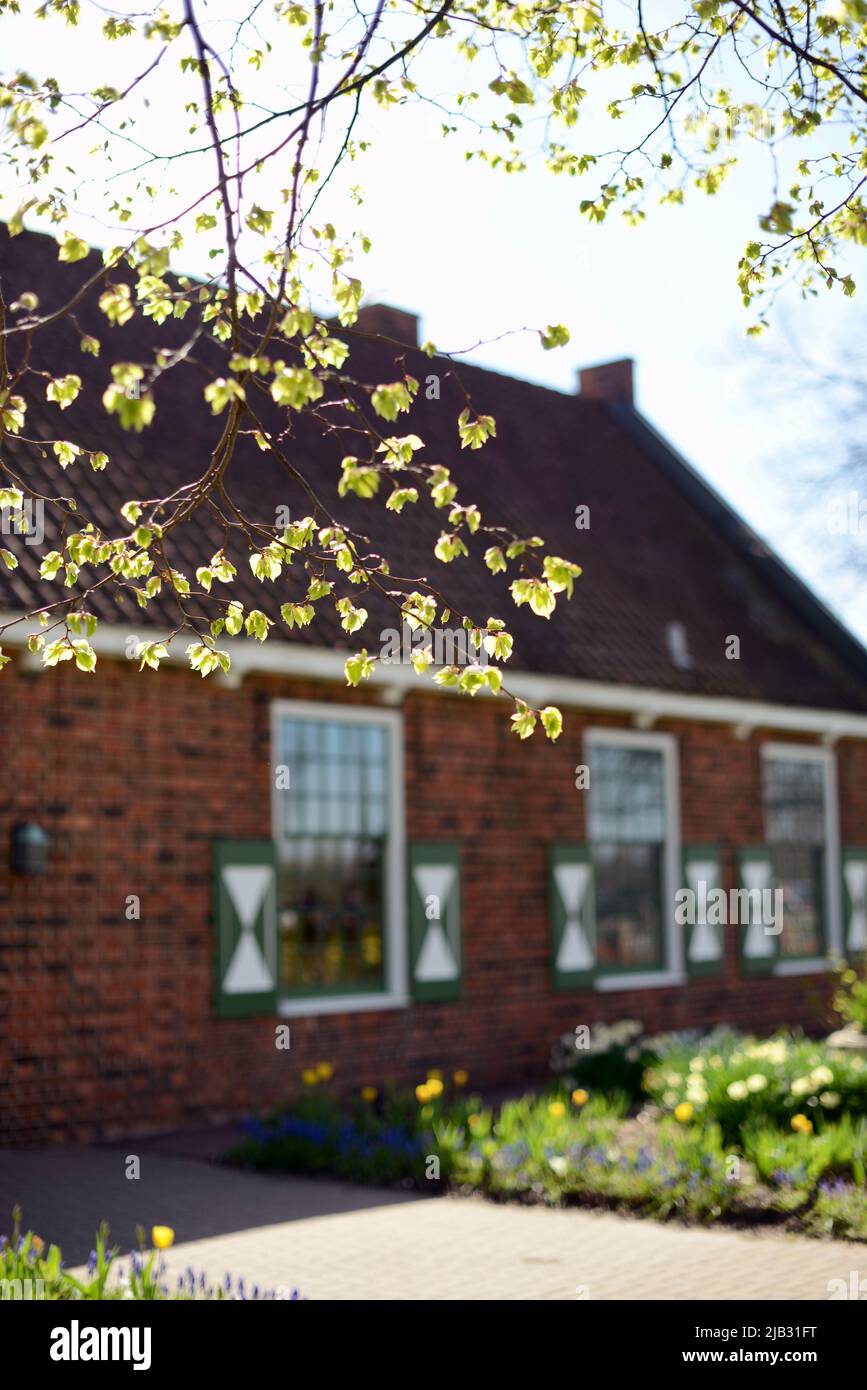 Sunlit spring tree buds on a branch in front of a dutch house in Holland Michigan at Tulip Time Stock Photo