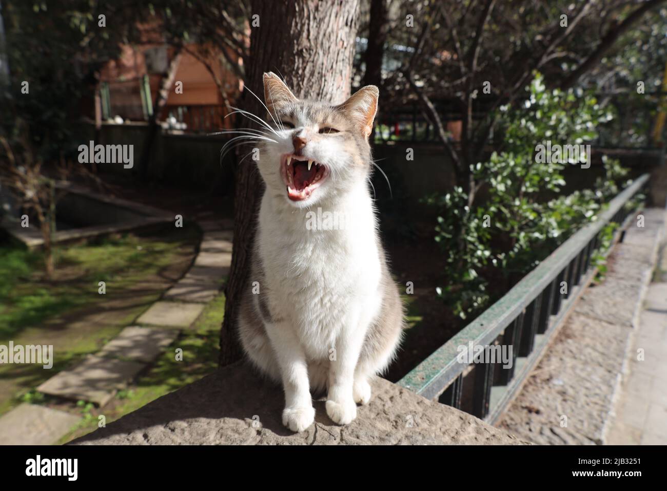 Cute Yawning Cat Stock Photo Alamy