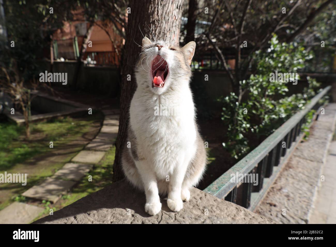 Cute Yawning Cat Stock Photo Alamy