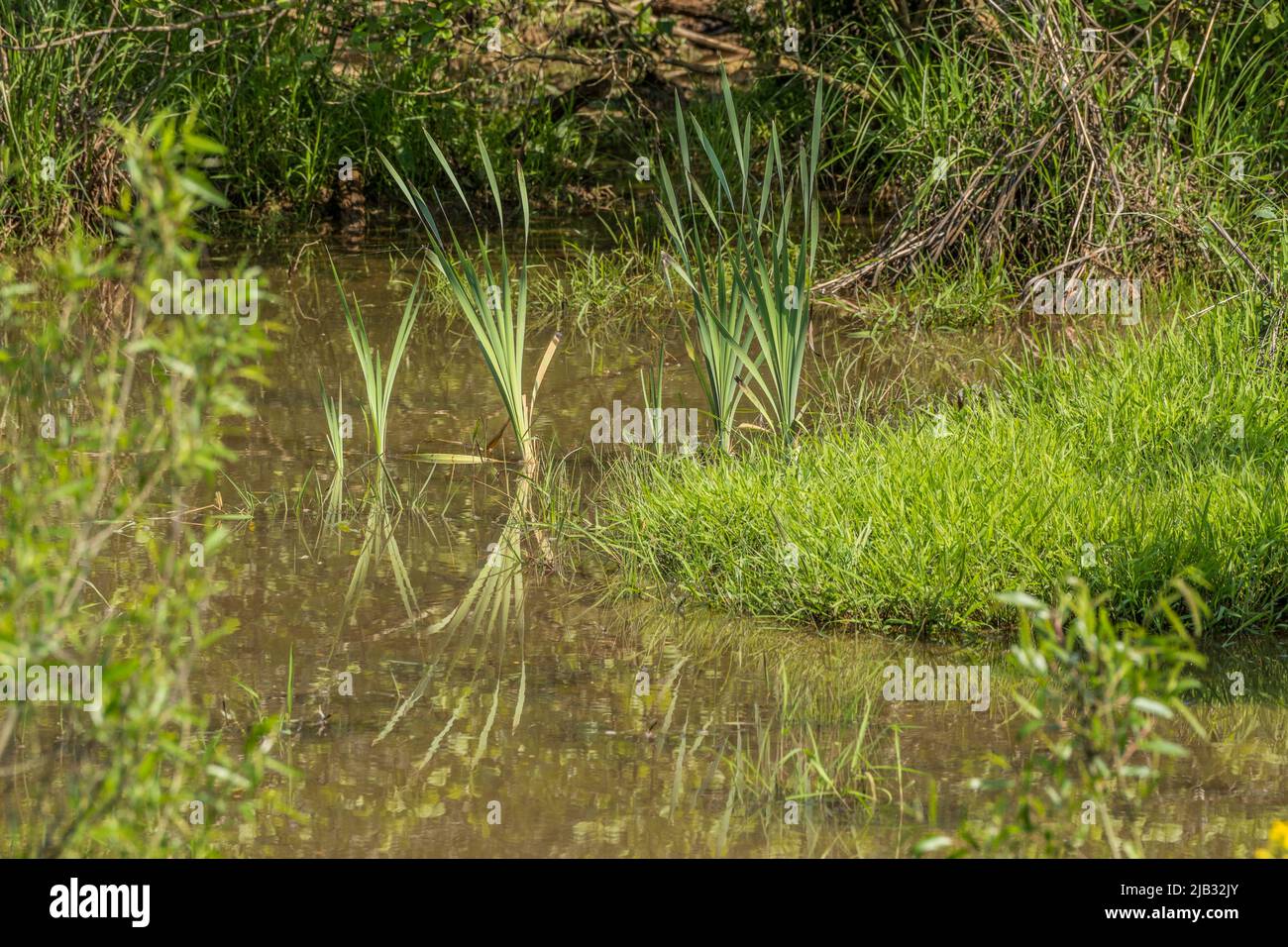 Cattails in the wetlands just starting to emerge in the shallow water on a sunny day in springtime Stock Photo