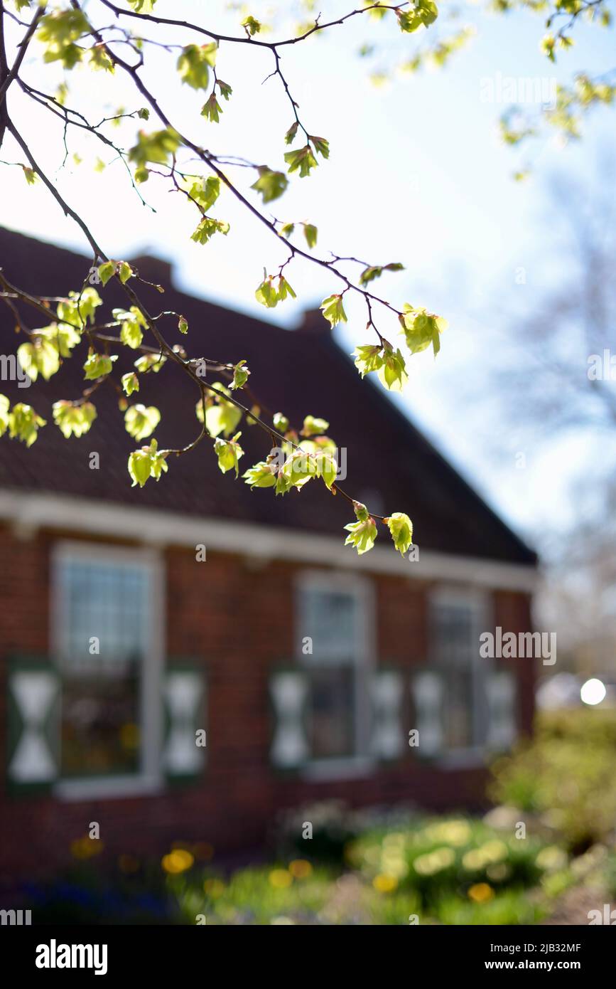 Sunlit spring tree buds on a branch in front of a dutch house in Holland Michigan at Tulip Time Stock Photo