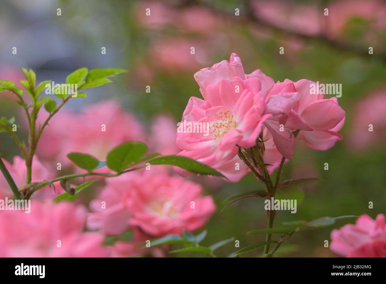 Delicate pink Chinese rose flowers. Rosa chinensis garden plant