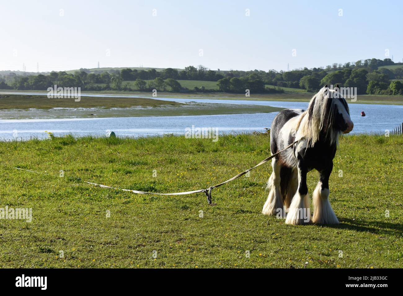 Shire horse tethered in field next to Cleddau river, East Llanion