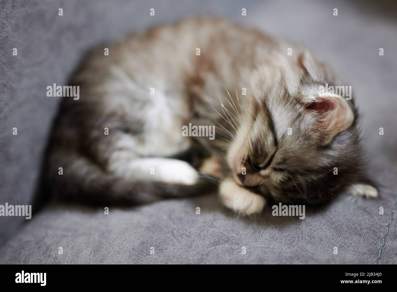 One sleeping baby cat on gray sofa background Stock Photo - Alamy