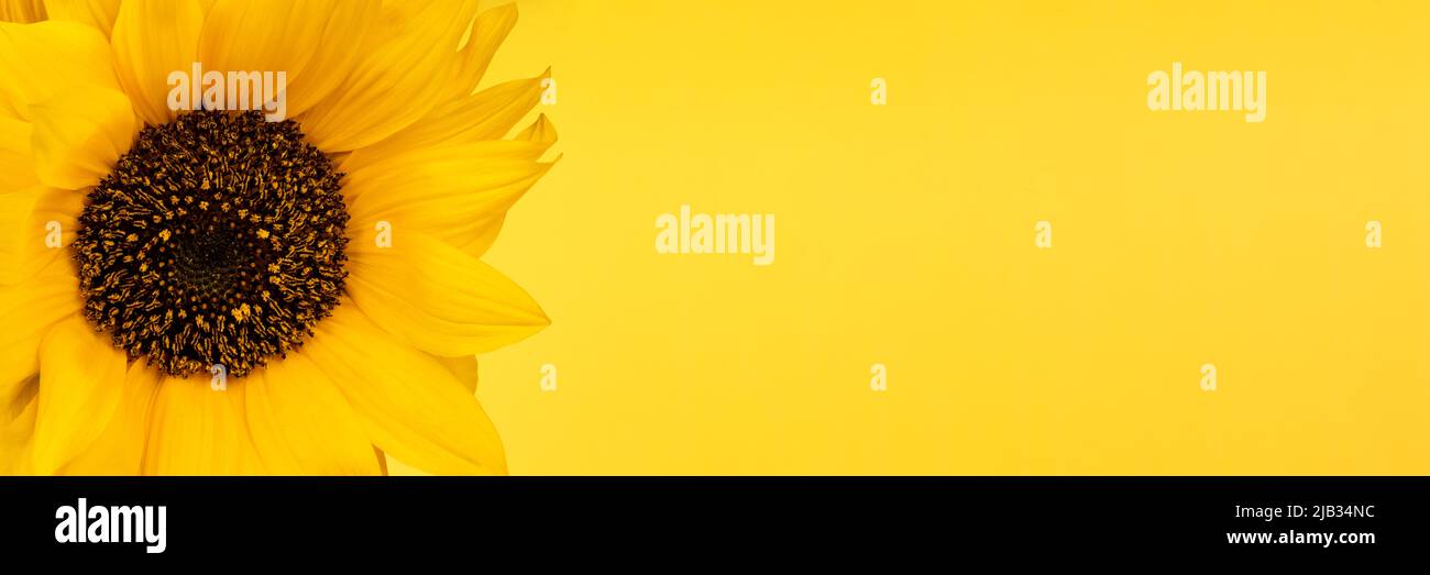 Beautiful yellow sunflower, banner with copy space. Wide panoramic