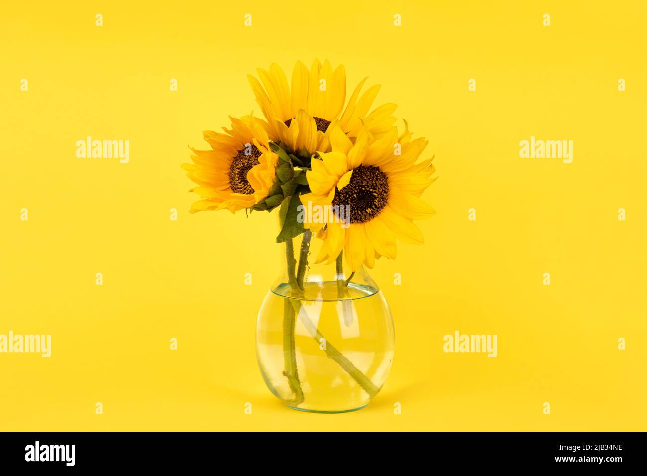 Bouquet of yellow sunflowers in a glass vase on yellow background Stock ...