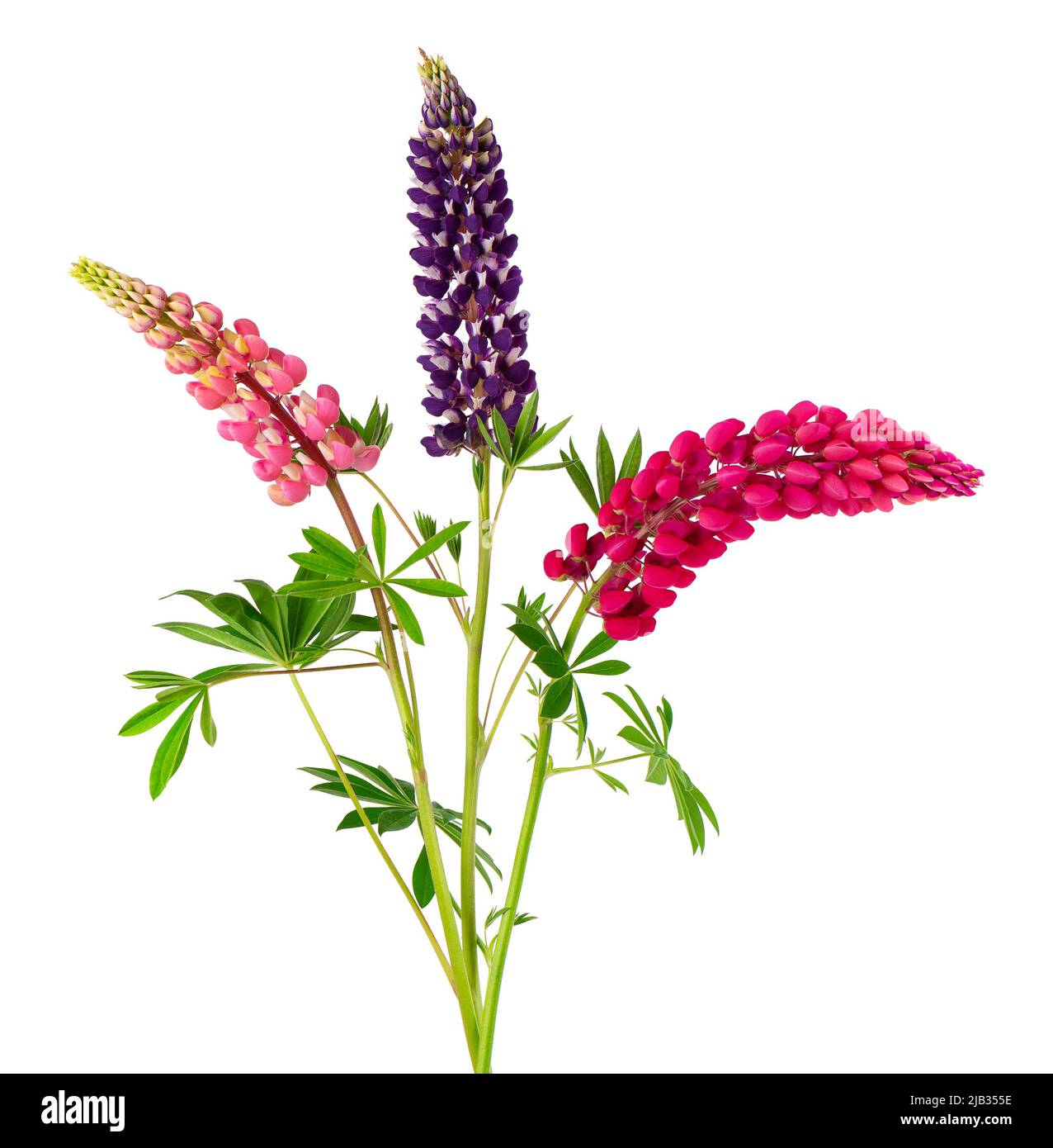 Lupin field Cut Out Stock Images & Pictures Alamy