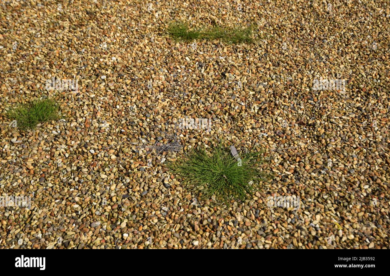 gravel with grass and weeds growing Stock Photo Alamy