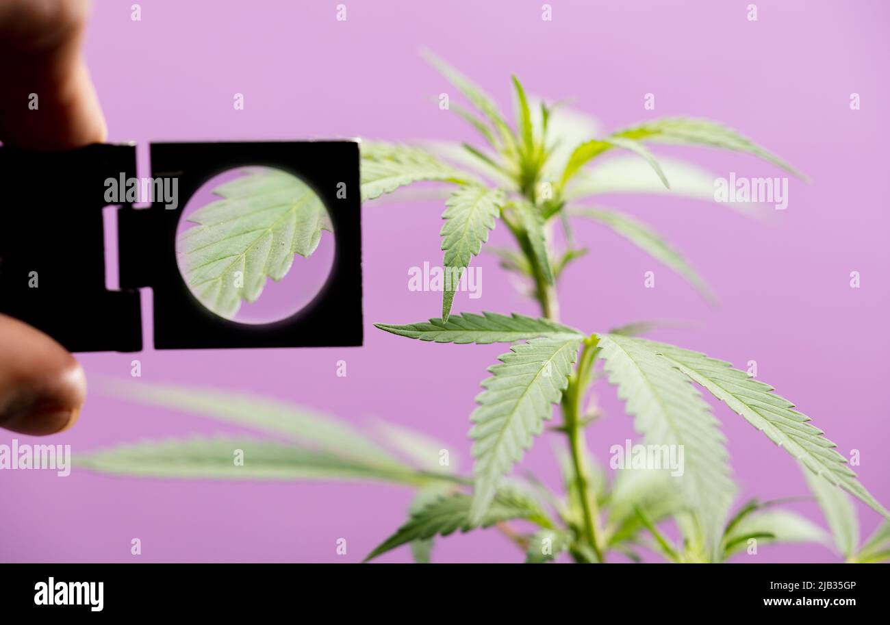 inspects marijuana plant with a magnifying glass, purple background