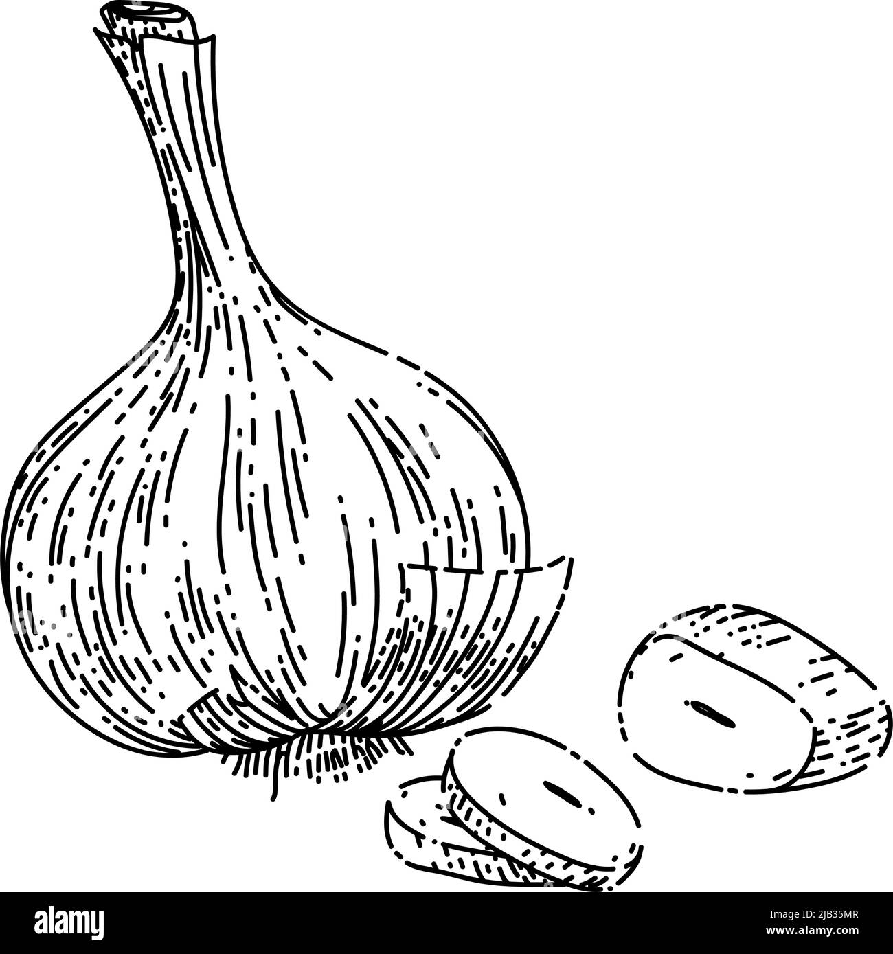 dry head of garlic sketch hand drawn vector Stock Vector Image & Art
