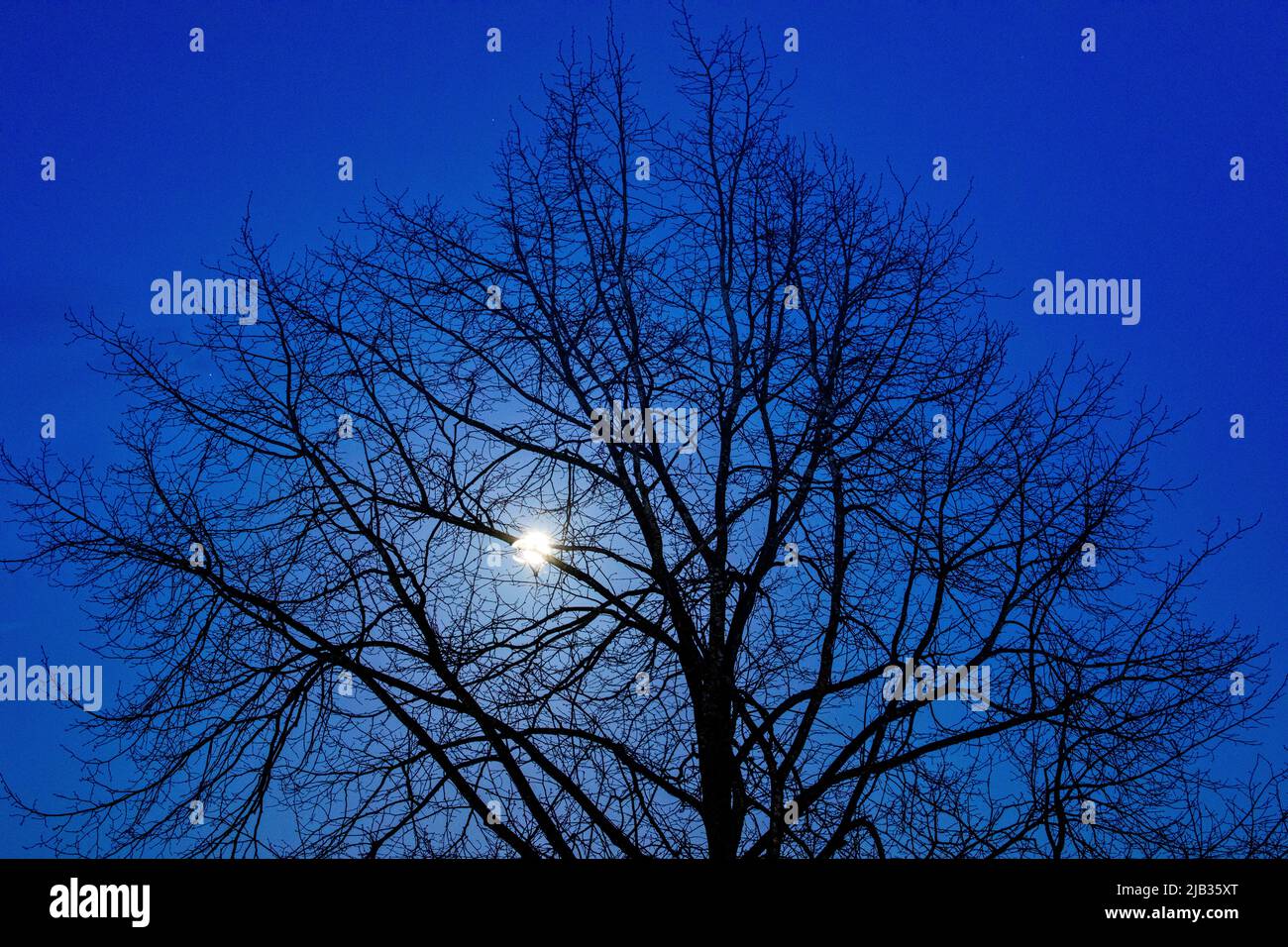 Moon shining through bare tree in autumn Stock Photo