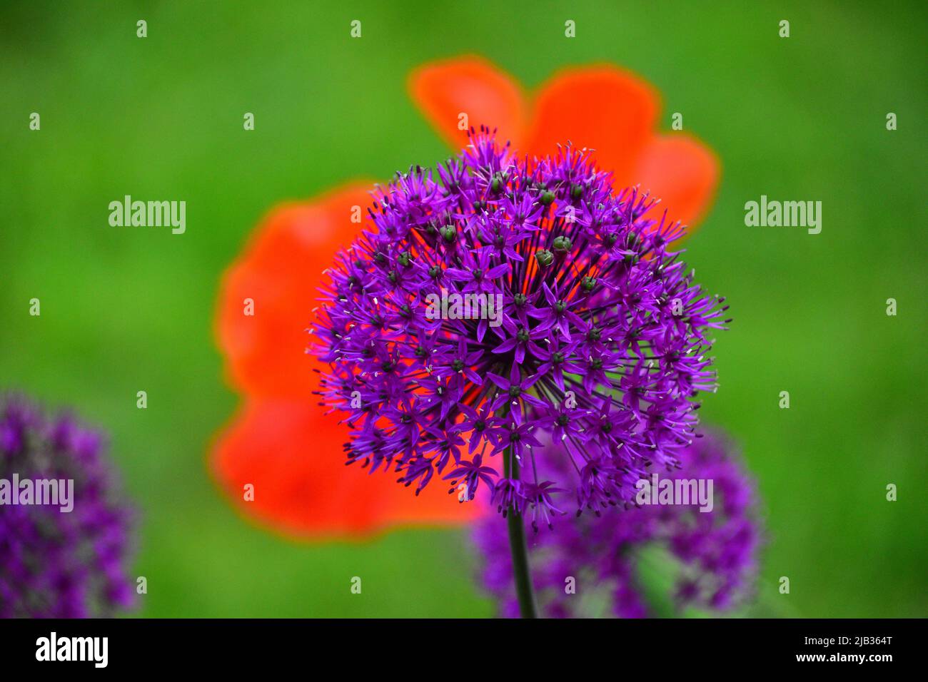 Allium backed by Oriental Poppy Stock Photo