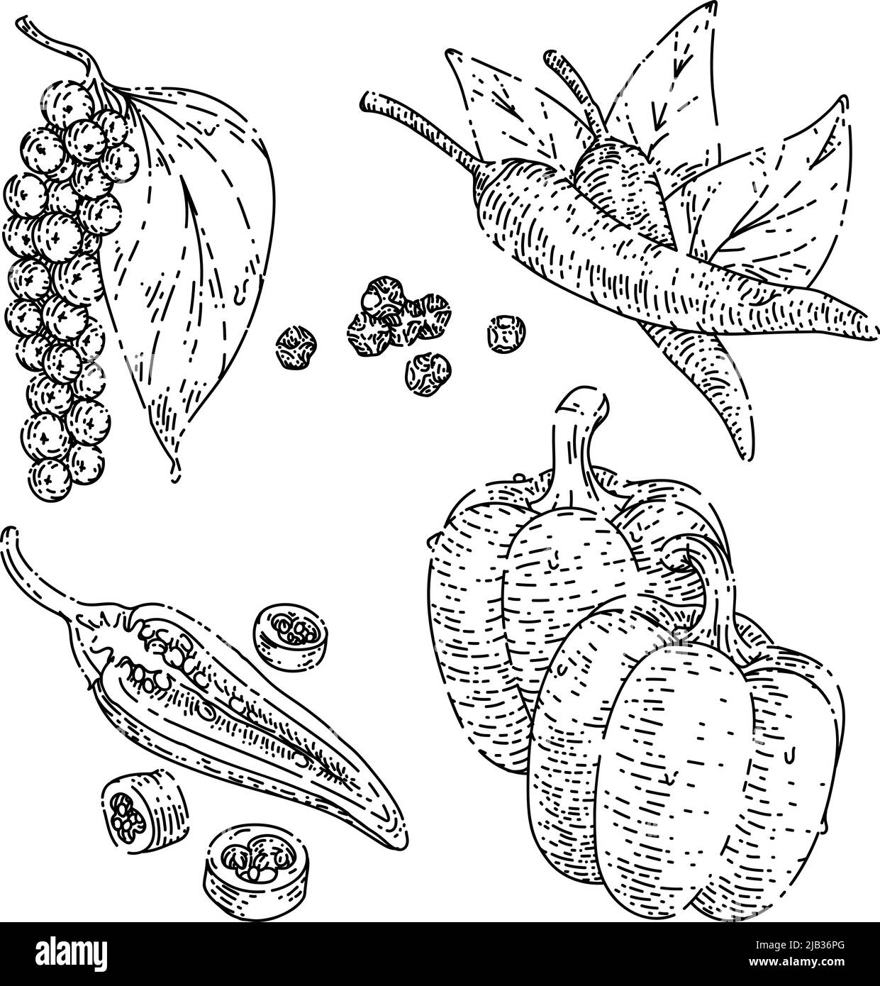 pepper black chili sketch hand drawn vector Stock Vector Image & Art ...