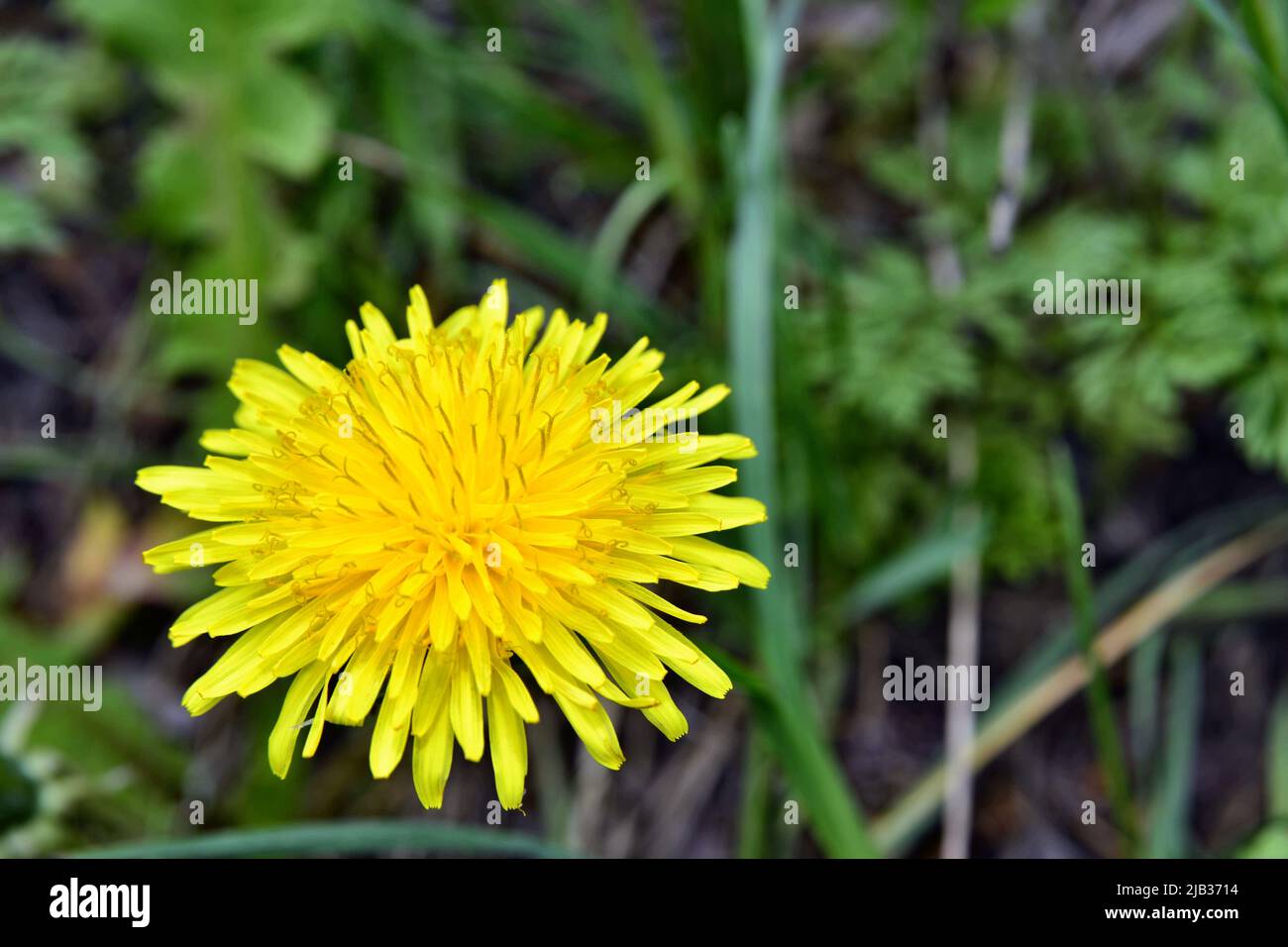 Dandelion colouring the meadow in springtime Stock Photo