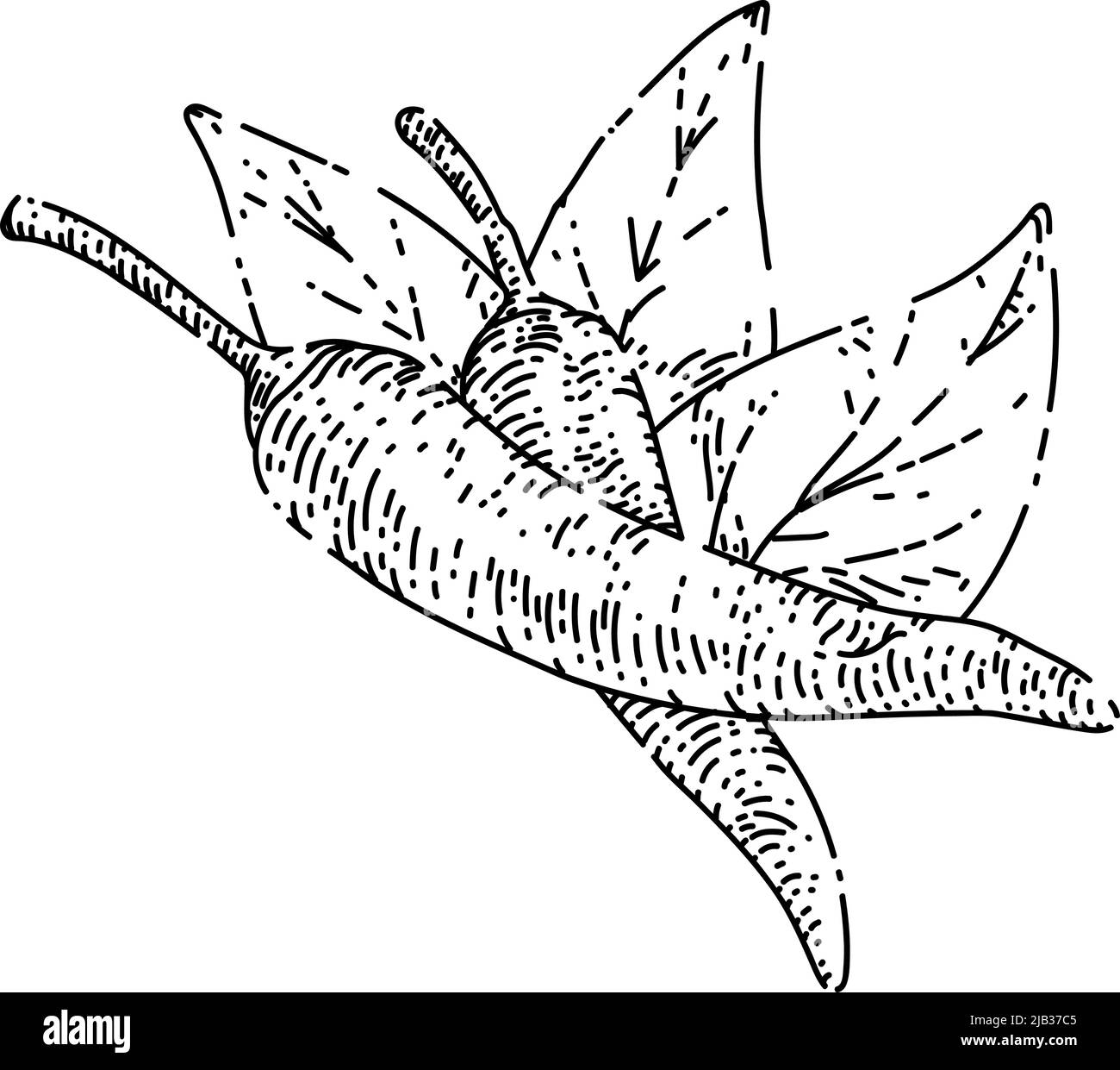 chili pepper sketch hand drawn vector Stock Vector Image & Art - Alamy