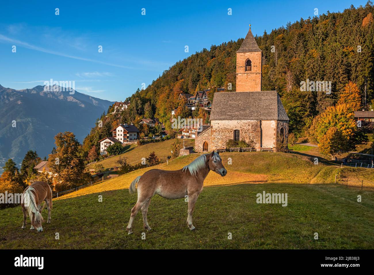 Hafling, Italy - Italian horses and the mountain church of St. Catherine (Chiesa di Santa Caterina) near Hafling - Avelengo on an autumn afternoon wit Stock Photo
