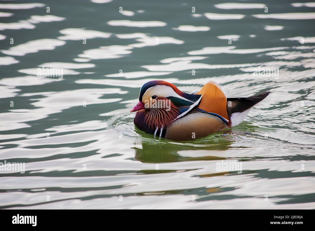 A cute male mandarin duck swimming on the lake. Bright waterfowl close ...