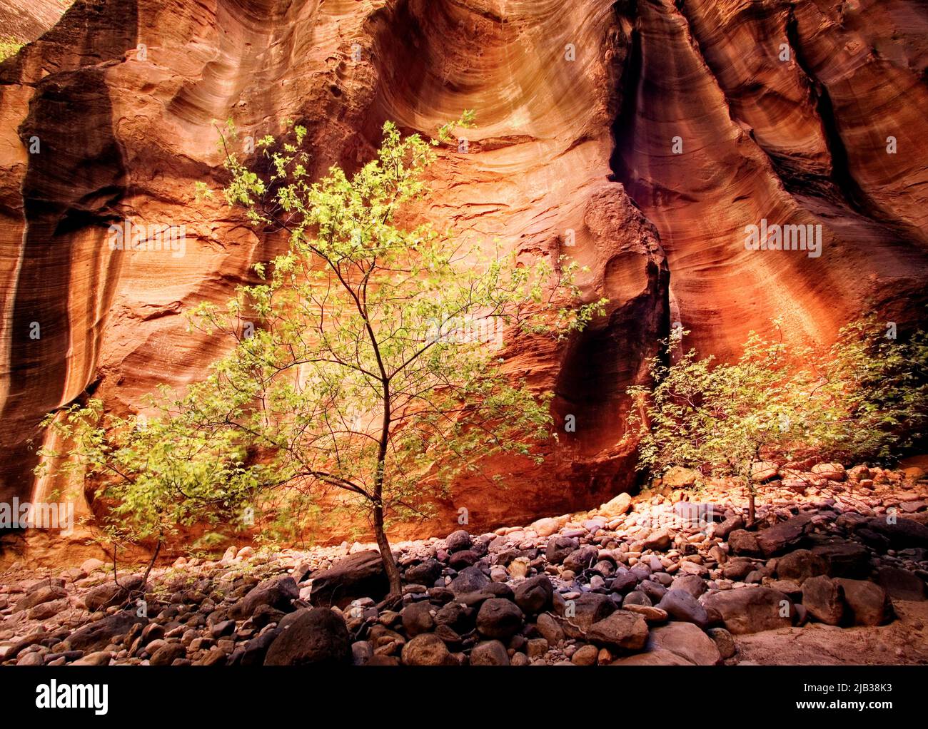 Tress displaying fall color stand out against the red rock of the Narrows in Zion National Park, Utah. Stock Photo