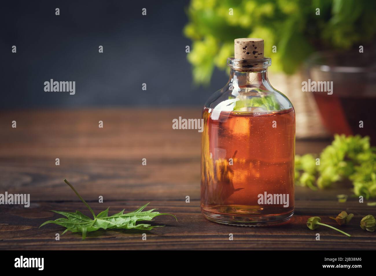 Bottle of maple syrup or healthy tincture, infusion and spring maple leaf.  Natural healthy food. Alternative herbal medicine. Stock Photo