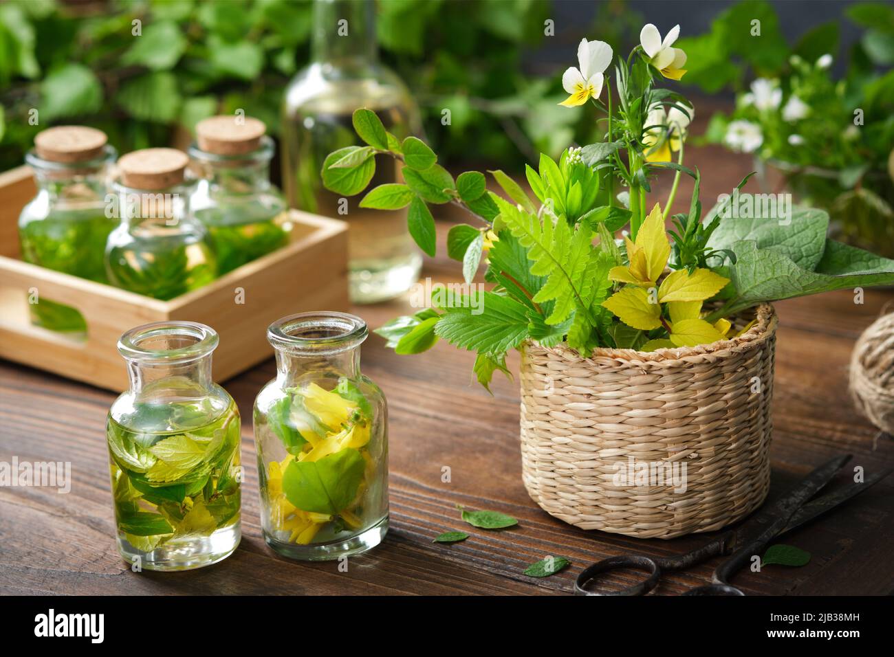 Bottles of essential oil, tincture or infusion of medicinal herbs and basket of medicinal healing plants. Alternative herbal medicine. Stock Photo