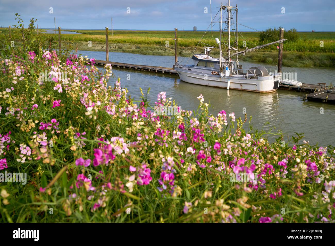Gillnetter and Scotch Pond Spring Flowers. Garry Point spring flowers frame a gillnetter tied to the dock. Steveston, British Columbia, Canada. Stock Photo