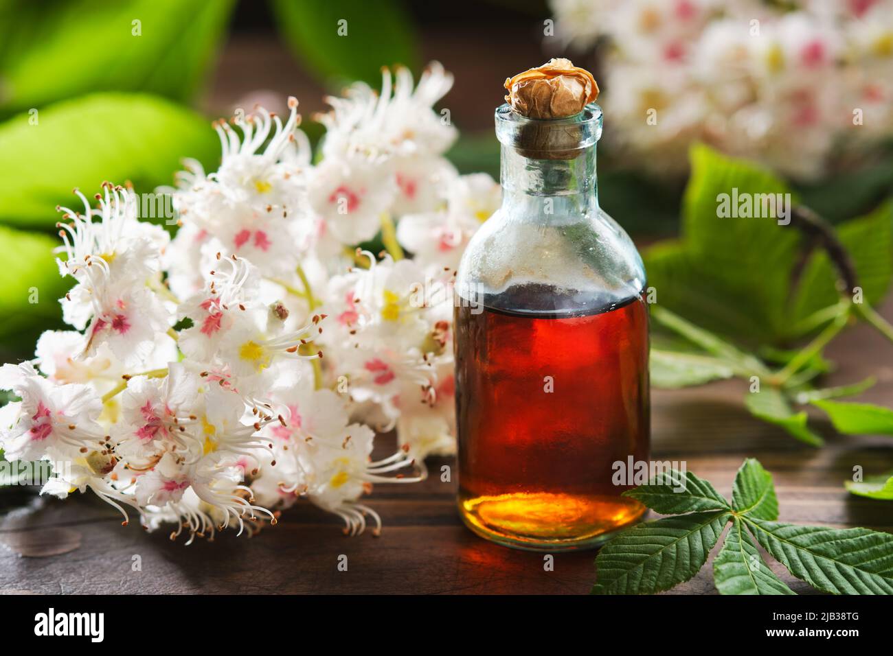 Bottle of infusion or tincture of blossom and leaves of chestnuts tree. Blossoming horse chestnut twigs and green spring leaves. Alternative herbal me Stock Photo